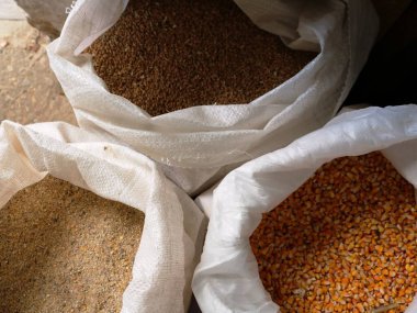 Çiftlik hayvanları, buğday, mısır ve bileşik besin olarak çiftlik hayvanları ve kümes hayvanlarında besleyici bir besin olarak çeşitli beslenen üç torba, ahırda tahıl stoku