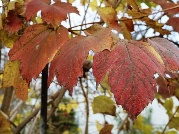 Herbststimmung Einem Bewölkten Park Saisonalen Details Gerötete Geschnitzte Viburnumblätter Auf — Stockfoto