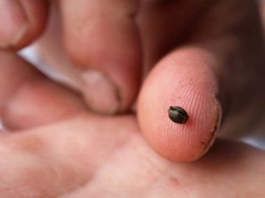 Bir insan parmağındaki küçük açık kenevir tohumu, bir bahçıvanın ya da çiftçinin elinin dokulu derisindeki küçük bitki tohumu, tohumlardan bir bitkinin filizlenmesi...