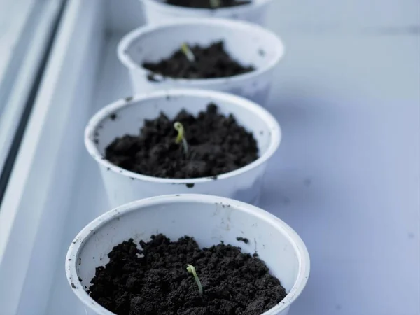Growing Seedlings Windowsill House White Containers Tiny Sprouts Standing Blurred — Stock Photo, Image