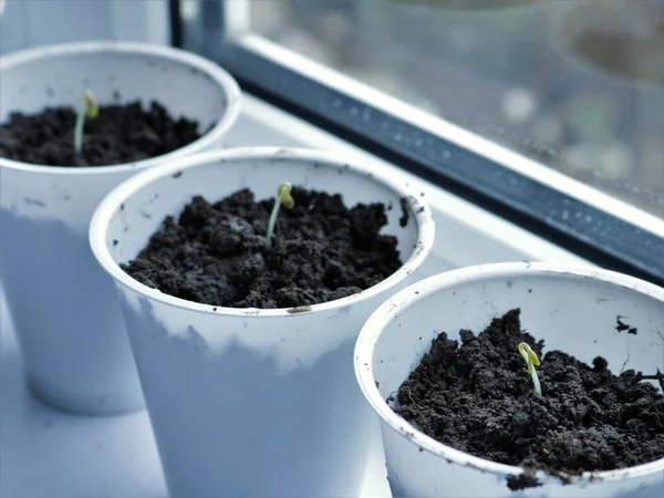 White Pots Sprouted Plant Sprouts Windowsill Growing Seedlings Alternative Herbs — Stock Photo, Image