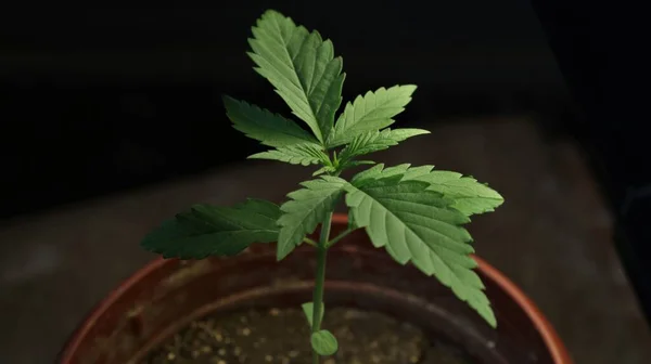暗い部屋の人工光の茶色のプラスチックポットの若いマリファナ植物 屋内のコンテナで成長する小さな大麻の苗 自宅で医療大麻を栽培する — ストック写真