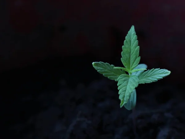 small cannabis sprout in the stage of the first true leaves top view against a background of dark soil, indoor cultivation of cannabis from seed, cannabis seedling and copy space