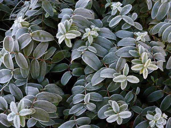 朝の霜の結晶で覆われた庭の植物の緑の葉を持つ天然のグラフィックリソース 自然の詳細については地面に霜の朝 まだ緑の植物の最初の霜 — ストック写真
