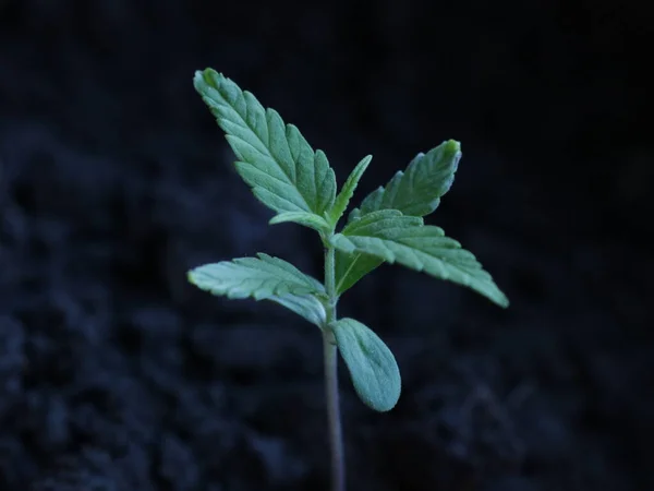 Broto Cannabis Jovem Solo Escuro Solto Close Uma Pequena Planta Imagens De Bancos De Imagens