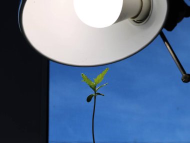 Kenevir, cam kenarında enerji tasarrufu sağlayan bir ampul ve cam arkasında akşam karanlığı bulunan bir ev lambası altında filizlenir. Yapay ışıklandırma altında bir odanın penceresinde küçük bir saksıda esrar bitkisi bulunur.