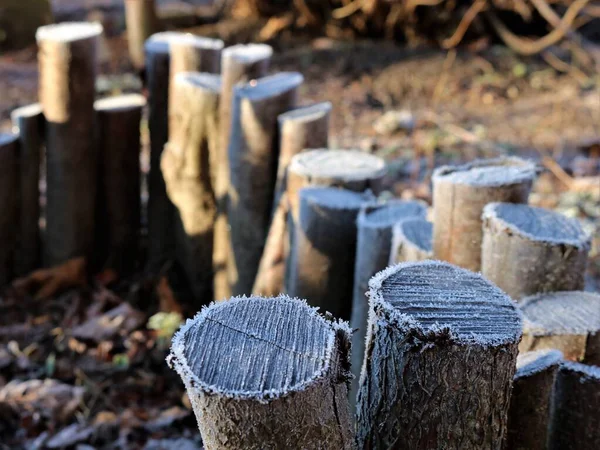 Frozen Moisture Low Rustic Fence Made Thin Stumps Blurred Background — Stock Photo, Image