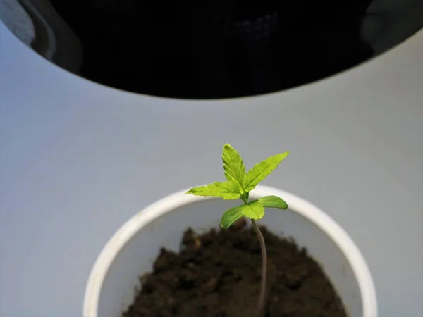 Small Cannabis Seedling White Plastic Glass Soil Light Surface Growing — Stock Photo, Image