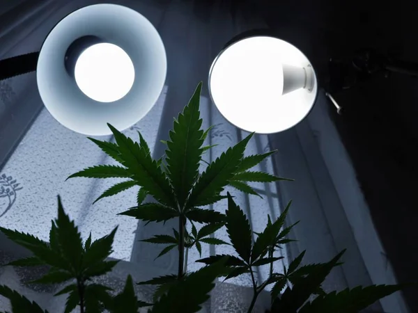 Nelegální Pěstování Marihuany Doma Marihuany Květináčích Světle Dvou Stolních Lamp Royalty Free Stock Obrázky