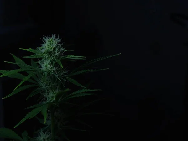 成熟した日陰のマリファナ植物と右側の空のコピースペースを持つ概念的な暗い背景 テキストのためのスペースと拡散フォーカスで暗い背景に大麻の茂みの上の写真 — ストック写真