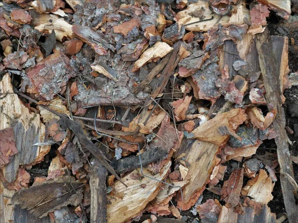地面に横たわる茶色の木の樹皮の破片 木の樹皮の削り出しの自然な質感の背景 自然の茶色 大工の活動の結果として樹皮の破片で覆われた地球 — ストック写真