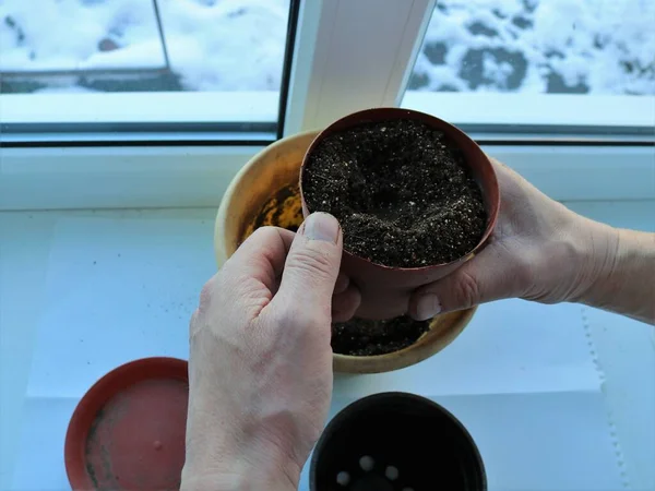 Bahar Tohumları Için Perlit Tanecikleriyle Dolu Toprakları Bir Penceresinin Kenarına — Stok fotoğraf