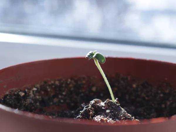 Fase Iniziale Crescita Della Cannabis Vaso Con Terreno Germinato Sul — Foto Stock
