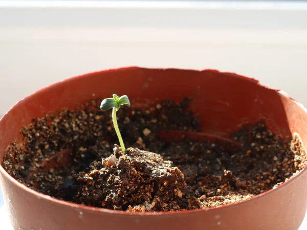 在温暖的阳光下 在褐色容器中种植绿色芽 在松软的土壤中种植 在大麻盆中种植大麻苗 在大麻盆中种植大麻 — 图库照片