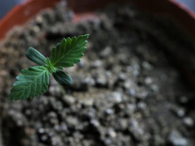 İlk iki doğru yaprağın ilk safhasında bulunan küçük bir esrar filizi granüler toprağın bulanık arka planına yakın çekim, tohumdan filizlenen bir marihuana filizinin başlangıcı