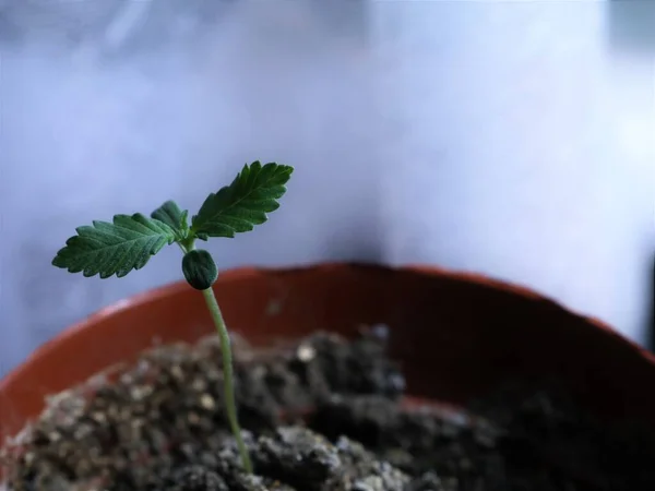 Tiny Cannabis Sprout Two First Leaves Growing Brown Pot Indoors — Stock Photo, Image