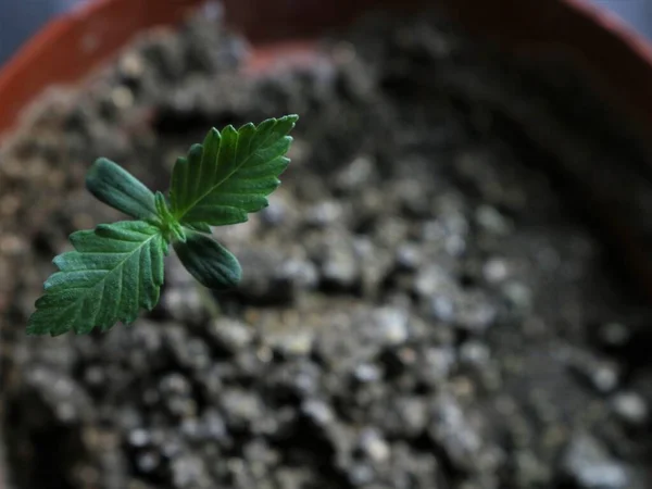 Pequeno Broto Cannabis Fase Das Duas Primeiras Folhas Verdadeiras Vista Fotos De Bancos De Imagens