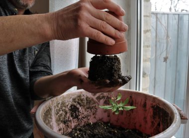 Küçük bir saksıdan daha büyük bir kabın içine kenevir tohumları nakleden bir adam, evdeki büyük bir kovaya kök salmış bir kenevir tohumunu aktararak, marihuana fidelerini naklediyor.