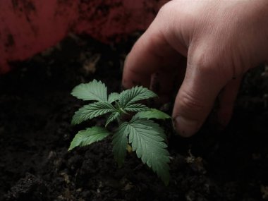 Erkek eli güçlü dokulu yapraklarla büyüyen kenevir filizinin yanındaki toprağı gevşetiyor, saksı toprağına ekilen küçük marihuana filizi için yetiştirici bakımı, eğlence amaçlı kenevir ekimi