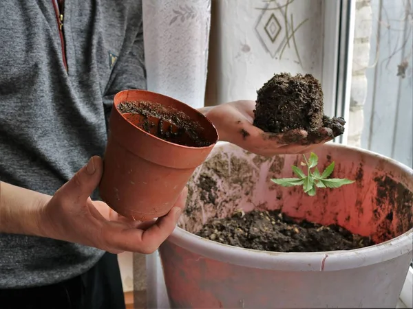一个人将大麻苗从小锅移植到公寓的一个大塑料桶里 从种子中种植大麻 然后在家里种植大麻芽 — 图库照片