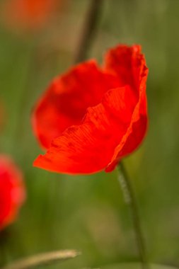 Canlı kırmızı bir gelinciğin yakın çekimi.