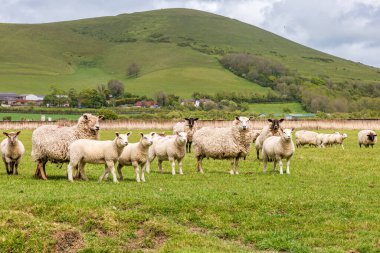 Bir bahar günü Güney Downs 'da bir tarlada koyun sürüsü.