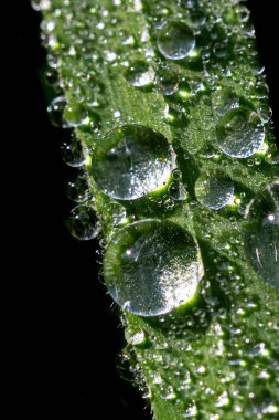 Sabahın erken saatlerinde çimlerde parlayan çiy taneleri sonbahar güneşi