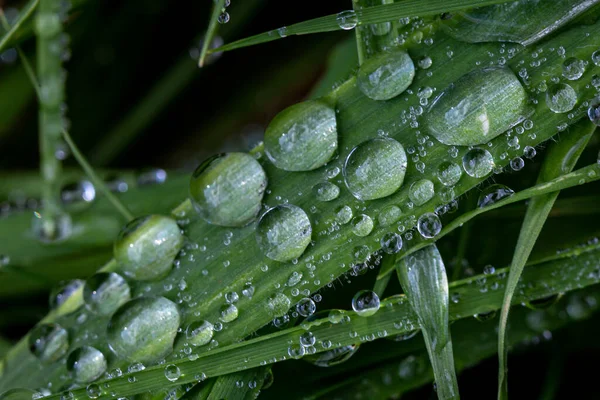Dew Λάμπει Στο Γρασίδι Νωρίς Πρωί Φθινοπωρινή Λιακάδα — Φωτογραφία Αρχείου