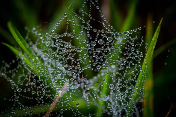 자기장의 거미들의 거미줄에 — 스톡 사진