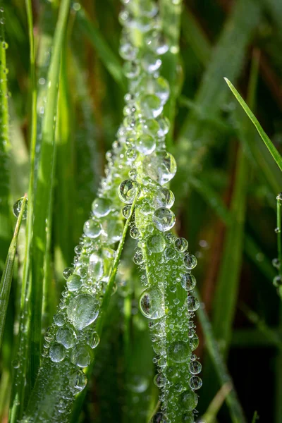 Dew Glistening Grass Early Morning Autumn Sunshine — стоковое фото