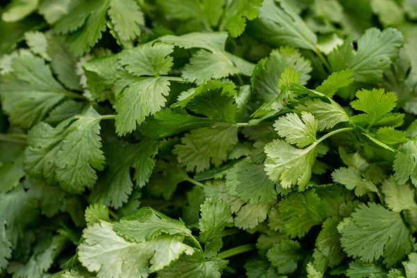 Egy Teljes Kép Koriander Levelek Más Néven Cilantro — Stock Fotó