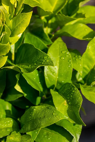 Una Fotografia Full Frame Goccioline Acqua Foglie Verdi Vibranti Albero — Foto Stock