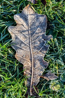 Güneşli bir kış gününde Donmuş Meşe Yaprağı