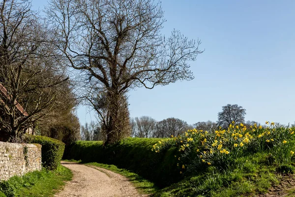 Footpath Rural West Sussex Springtime Daffodils Growing Grass Verge — Fotografia de Stock