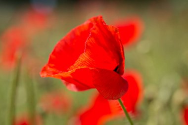 Canlı kırmızı bir gelinciğin yakın çekimi.