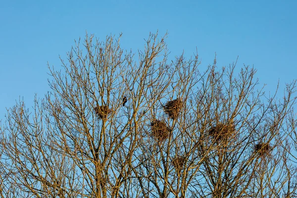 Mirando Hacia Arriba Los Nidos Aves Visibles Árboles Desnudos Con — Foto de Stock