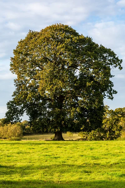 Зрелый Английский Дуб Деревне Сассекс — стоковое фото