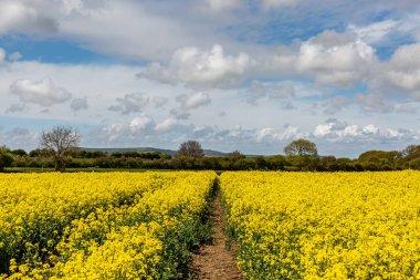 Güneşli bir bahar gününde Sussex 'teki bir yağ çekirdeği tecavüz sahasından geçen bir patika.