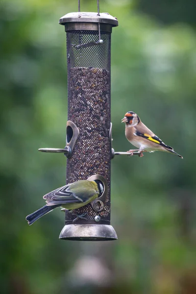 Goldfinch Great Tit Perched Bird Feeder — Stok fotoğraf