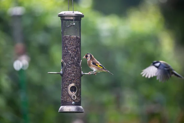 Chardonneret Sur Une Mangeoire Oiseaux Dans Jardin Sussex — Photo