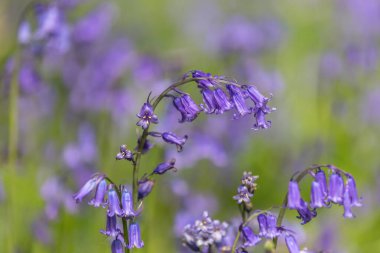 Baharda BlueBell Çiçeklerinin Kapanışı