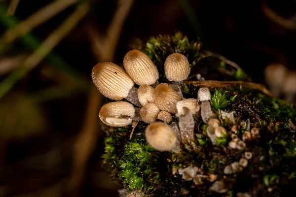 Coprinellus Micaceus Funghi Растет Старом Стволе Дерева Осенью — стоковое фото