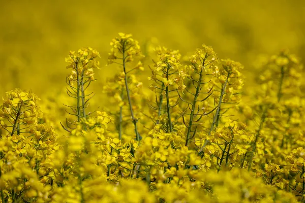 春日阳光下鲜艳的黄色油菜花的全景照片 — 图库照片