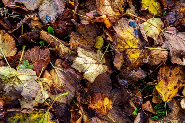 Una Vista Alto Angolo Delle Foglie Cadute Autunno — Foto Stock