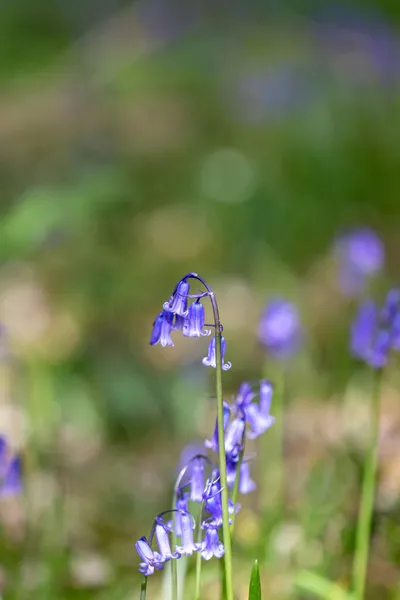 Bluebell Woodland Sussex Sunny Spring Day — Stock Photo, Image