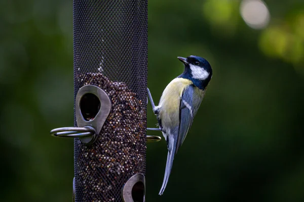 Great Tit Bird Feeder — Stock Fotó