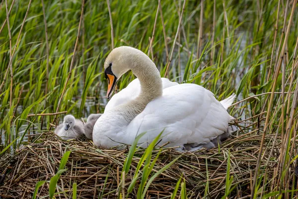 Cisne Seus Cygnets Ninho Primavera — Fotografia de Stock