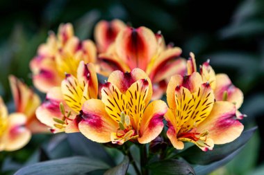 Alstroemeria çiçeklerine yakın çekim, derin bir alan derinliği var.