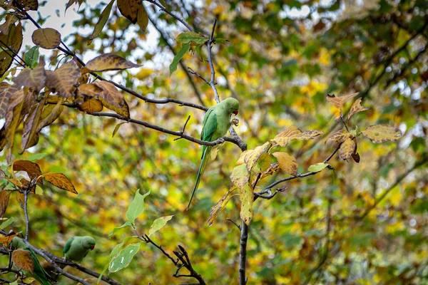 Grüne Ringsittiche Hocken Einem Herbstlichen Baum — Stockfoto