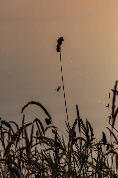 Een Silhouet Van Een Spin Bungelend Aan Gras Bij Zonsondergang — Stockfoto
